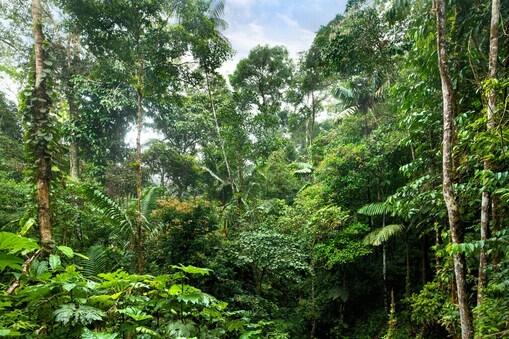 Национален парк Cordillera Azul, защитена зона в Перу