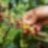 person taking out fruits from tree